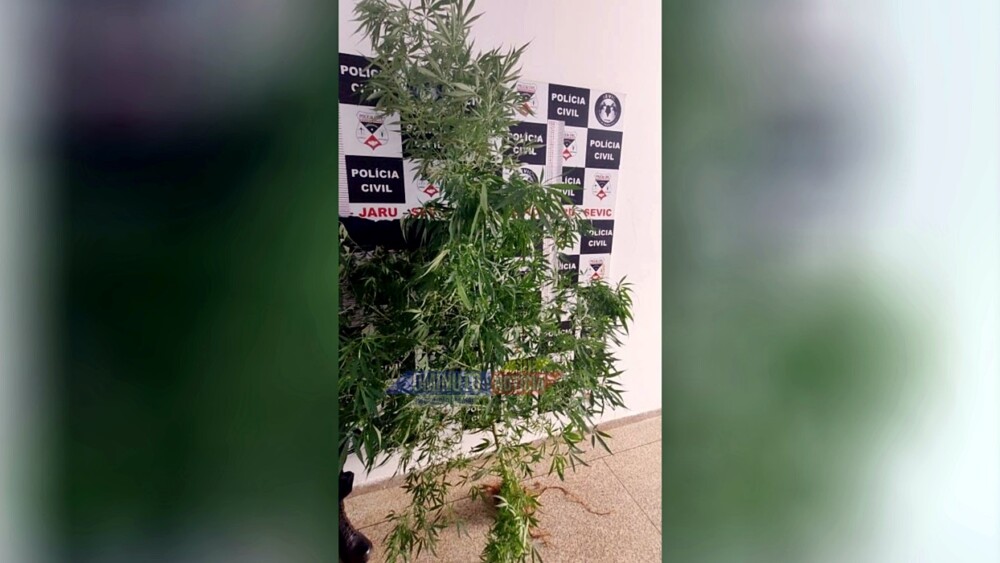 Homem é conduzido por cultivar pé de maconha no quintal de casa em Jaru