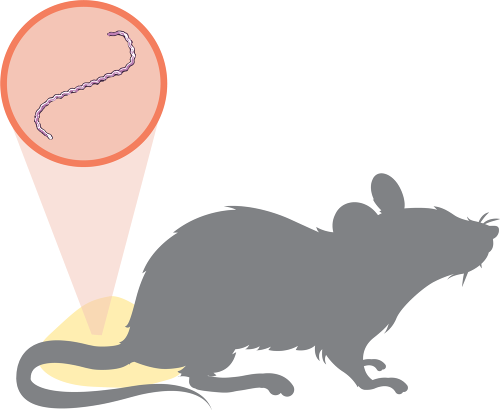 Diminuição das águas do rio Machado, podem acarretar no aumento de doenças em Cacoal