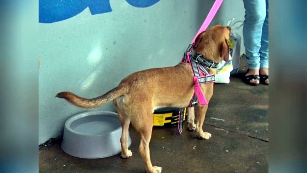 Feira de Adoção em Cacoal: esperança de um novo lar para cães e gatos em Cacoal, RO