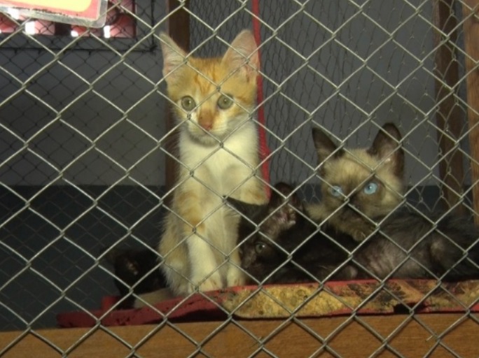 Suspensão dos Resgates na Associação Vira-Lata Vira Amor