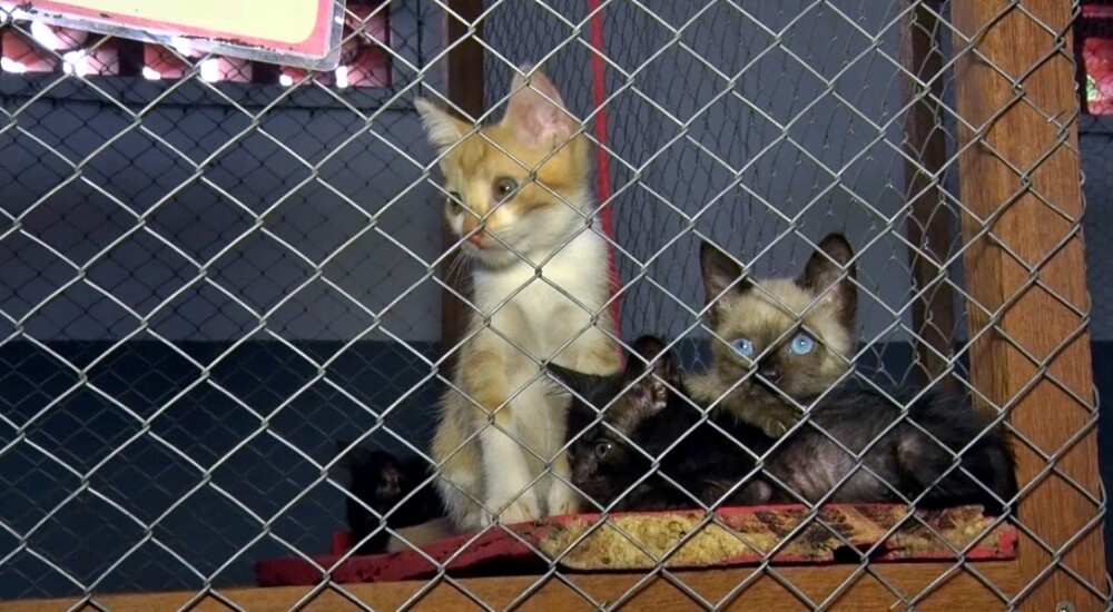 Associação Vira Lata, Vira Amor: Seis anos de dedicação aos animais em Cacoal