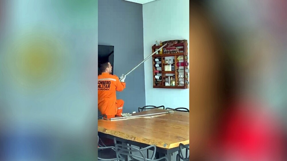 Jiboia que parece gostar de vinho é encontrada sobre adega no Greenville em Cacoal