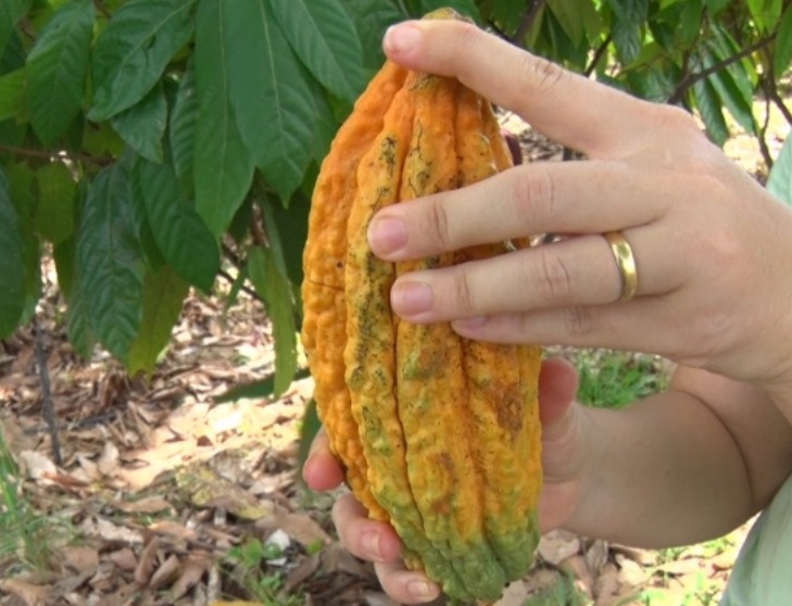 Cacoal sediará Concurso Nacional de Cacau Especial