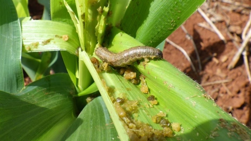 Lagarta-do-cartucho segue um problema