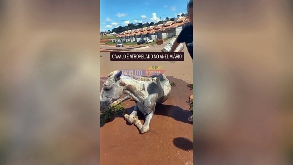Cavalo atropelado é socorrido pela SEMMA de Cacoal