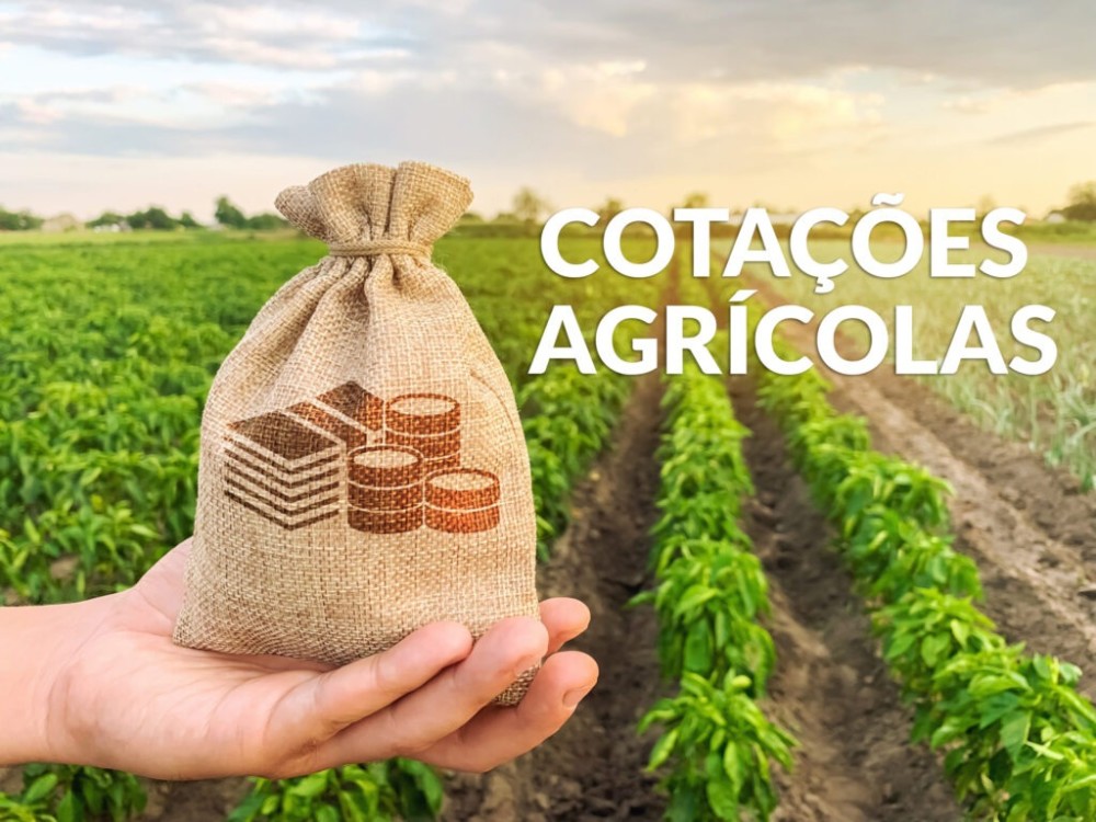 Clique para ver as cotações agrícolas; preço do boi gordo cai