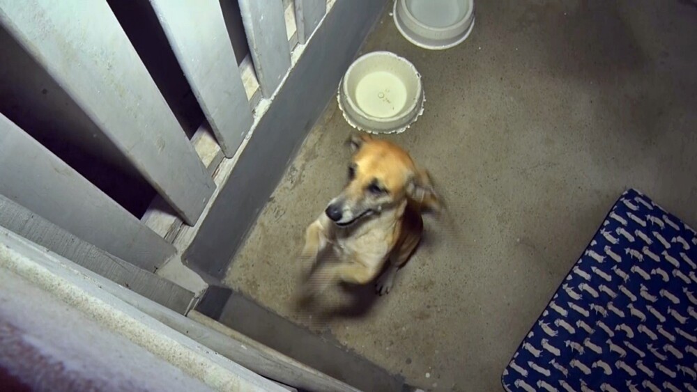 Pensando em adotar um pet? Feira reúne 15 animais prontos para a adoção neste sábado em Cacoal