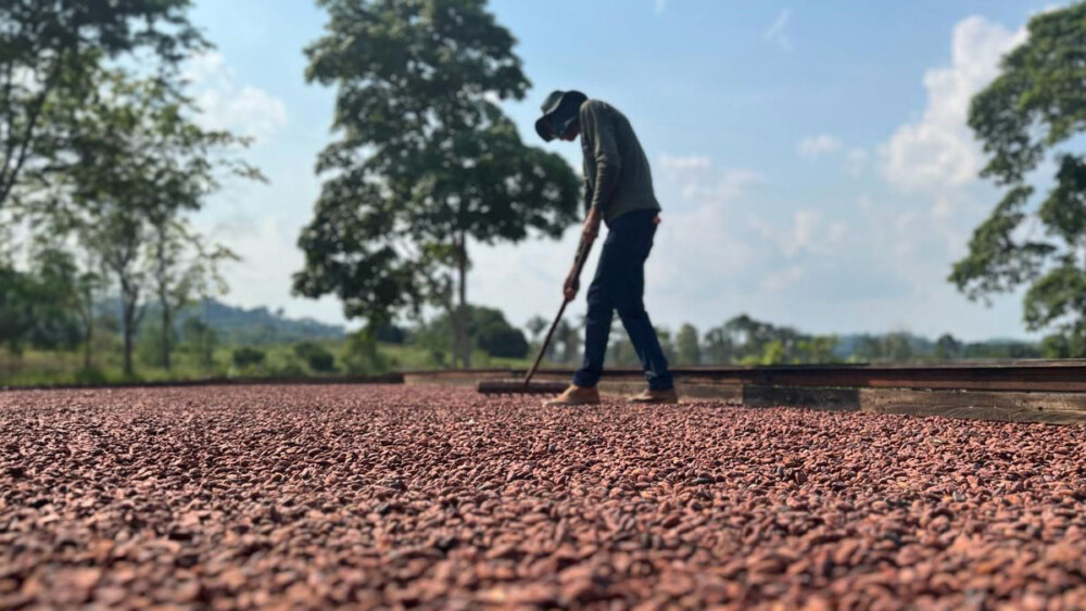 Governo de RO realiza lançamento do início da colheita do cacau em Buritis