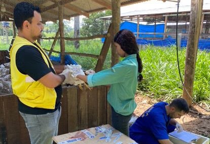 Vigilância contra gripe aviária e doença de Newcastle é mantida pela Idaron, em Rondônia