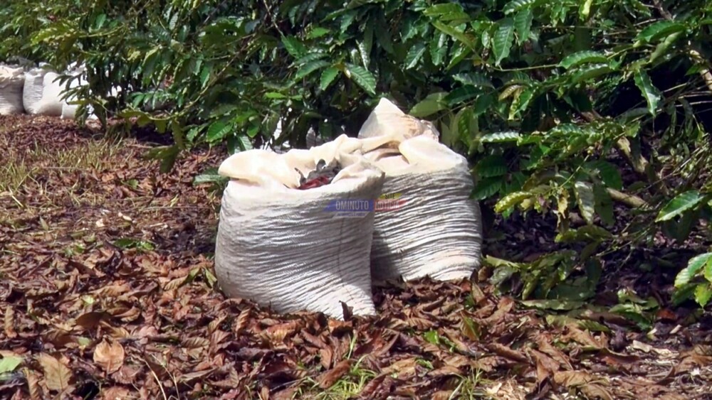 Rondônia eleva expectativas para a exportação de café em 2025