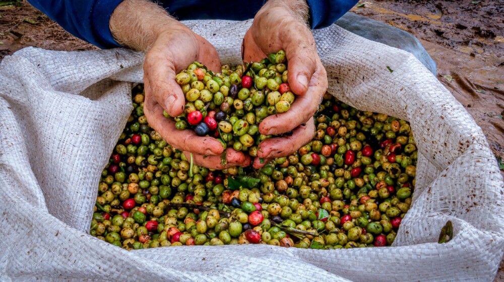 O Agro em boas mãos: energia limpa e tecnologia impulsionam a produção rural em Cacoal