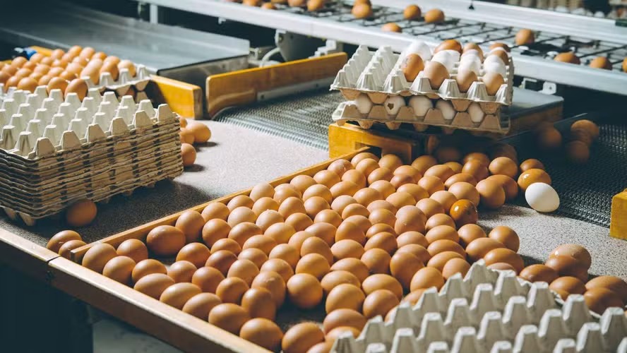 Exportação de ovos supera 5 mil toneladas pela primeira vez