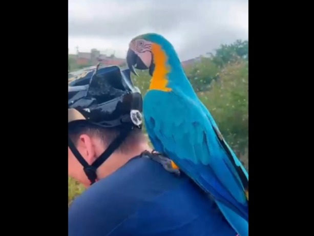 Arara pousa em ombro de ciclista e destrói capacete de atleta em Cacoal