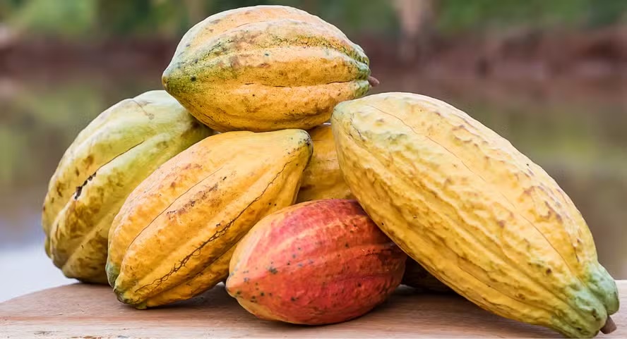 Clima derruba cotações do cacau e do café em Nova York