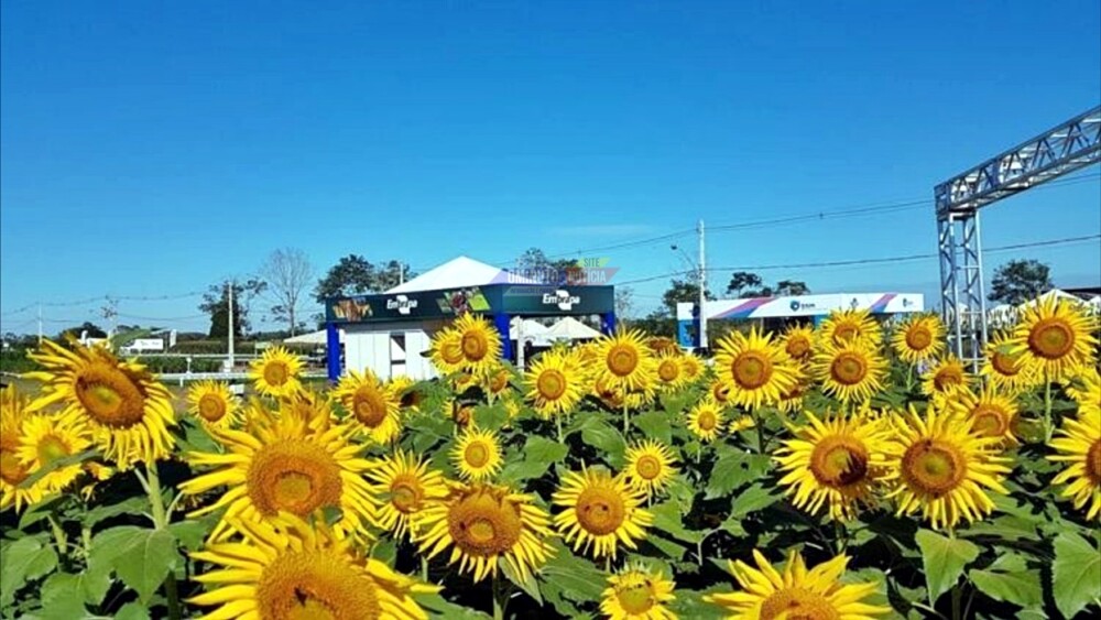O espetáculo dos girassóis na Rondônia Rural Show Internacional
