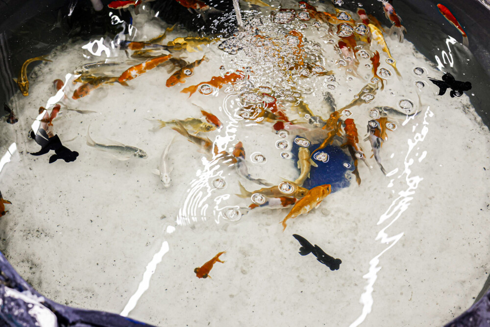 Piscicultura em destaque na 12ª Rondônia Rural Show: inovação e tradição no setor