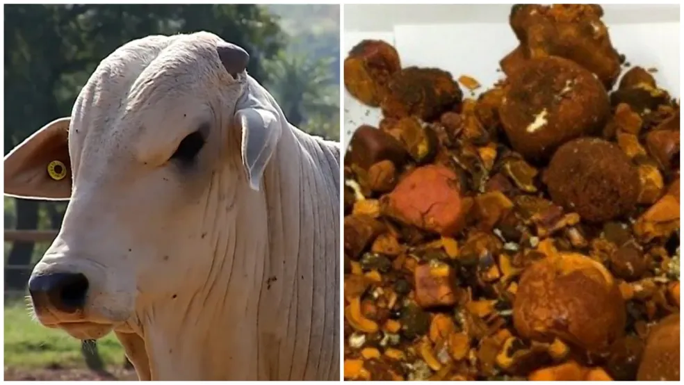 Pedra de boi avaliada em R$ 1 milhão é furtada de frigorífico em Ji-Paraná, RO