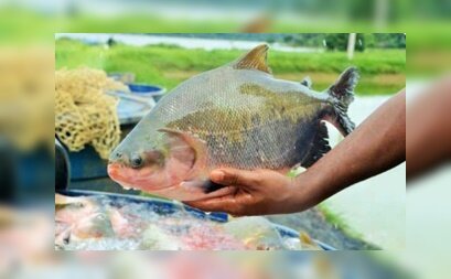 Em 5 meses, exportação do tambaqui de Rondônia já supera 2024