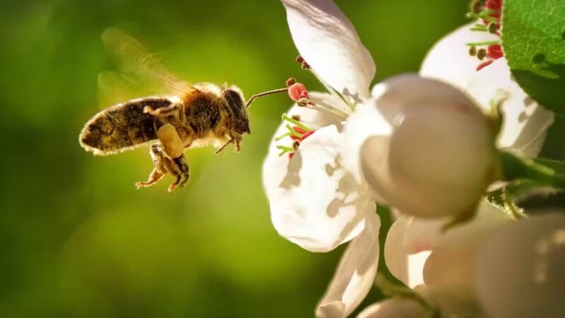 Secas podem reduzir em até 95% o valor calórico do néctar das flores