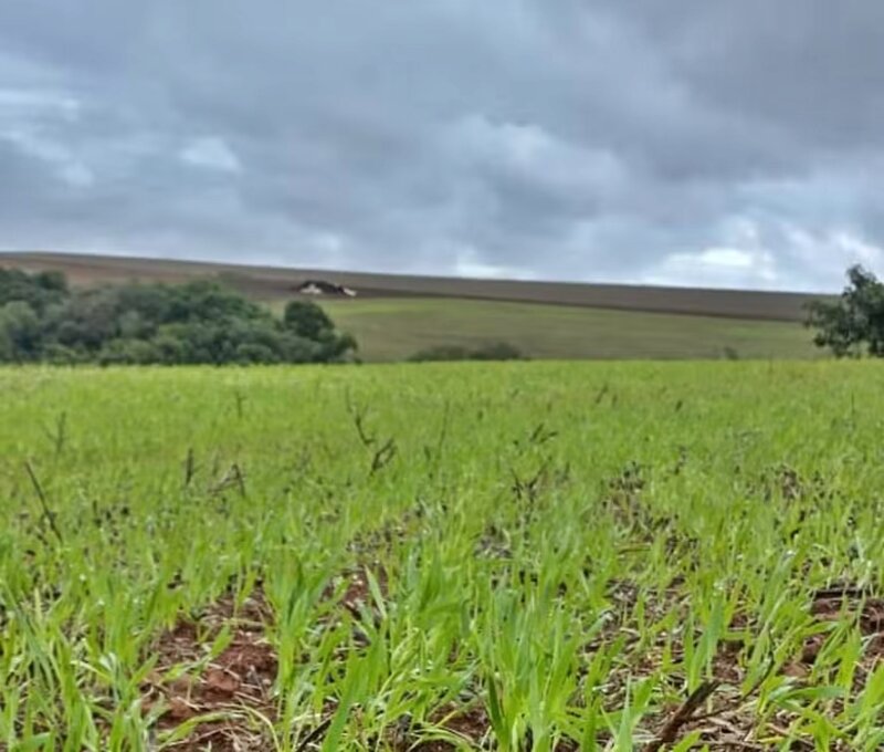 Clima adverso afeta lavouras de trigo no Sul