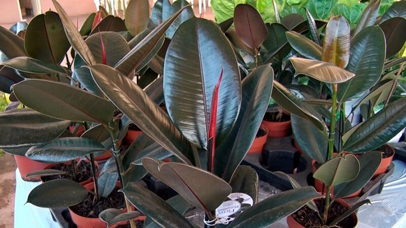 16ª Feira de Flores de Holambra encanta Cacoal com cores e perfumes