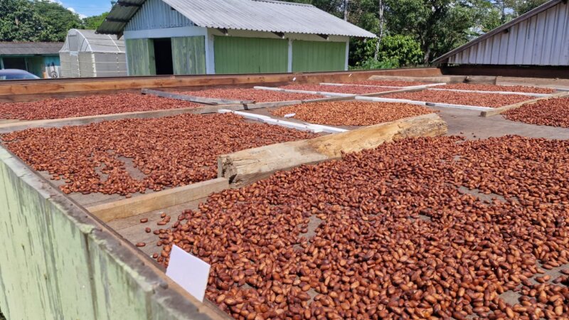 Pesquisa científica fortalece produção de cacau e impulsiona agricultura familiar em Rondônia