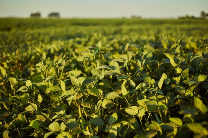 FPA: cautela e diplomacia firme diante da tarifa de 50% imposta pelos EUA