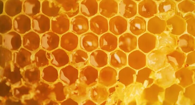 Carne, açúcar e mel do Brasil calculam perdas com tarifaço