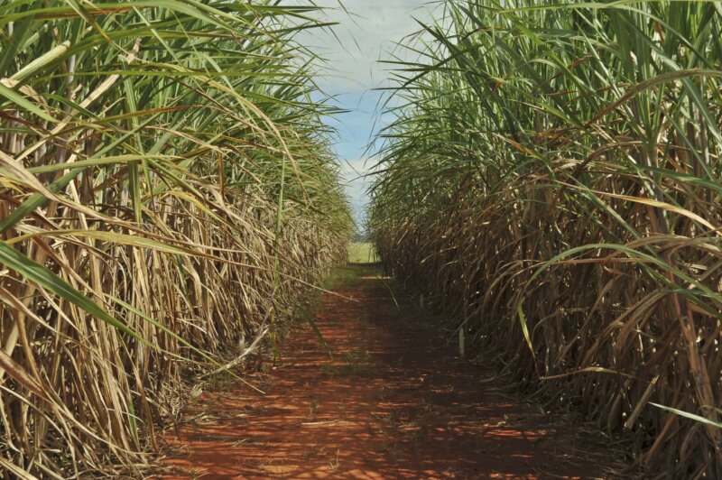 Agro é responsável por 60% da energia renovável usada no Brasil