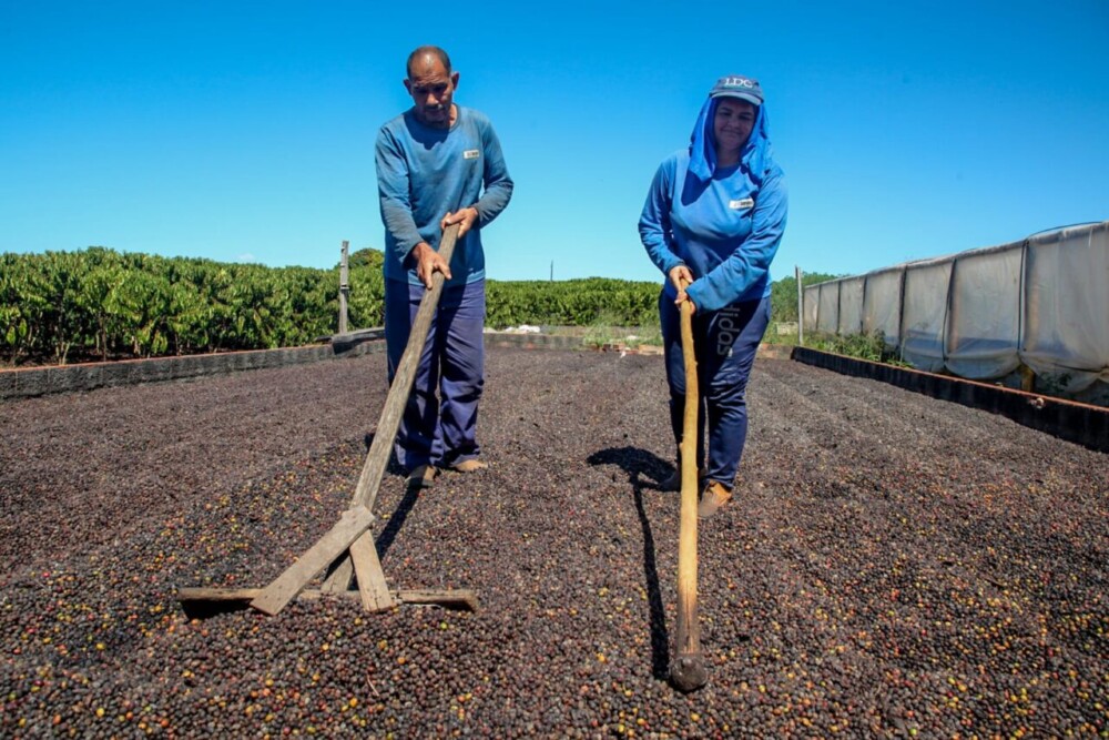 Perseverança, dedicação e apoio do governo de RO transformam a vida de cafeicultores no estado
