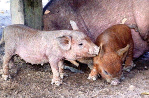 Programa sanitário voltado a suinocultura contribui para fortalecimento da produção em Rondônia