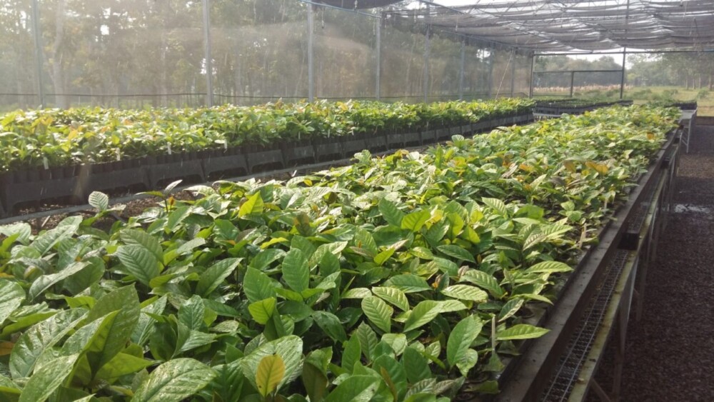 Ação de combate ao nematoide amplia produção de mudas e impulsiona a cafeicultura em Rondônia