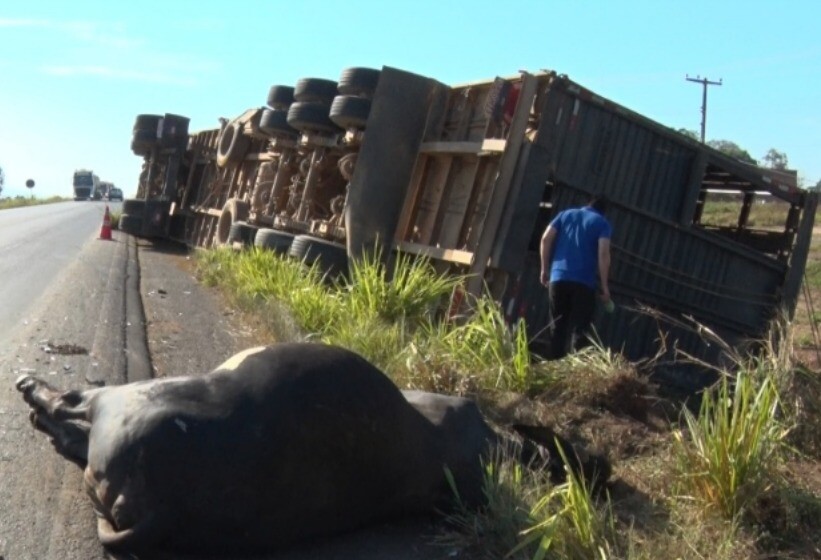 Tragédia na BR-364: Carreta com dezenas de bois tomba e causa lentidão no trânsito em Cacoal