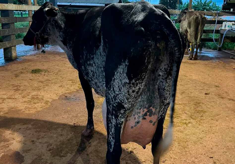 Com apoio do Governo de RO, produtores de Machadinho do Oeste se destacam em concurso leiteiro no Vale do Jamari