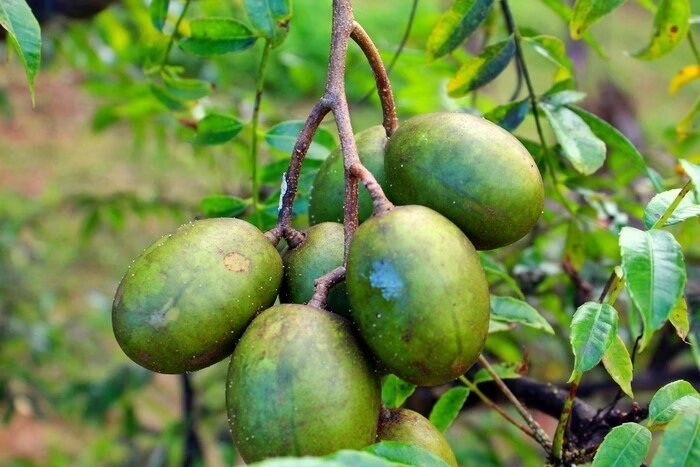 Fruta tropical reduz o acúmulo de colesterol e faz bem para pele