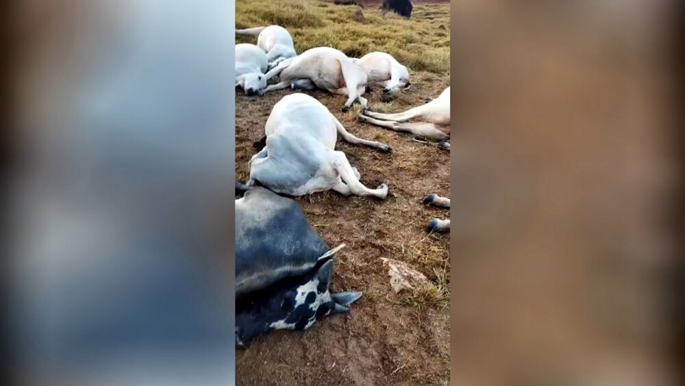 Queda de raio mata 16 bovinos em fazenda de Espigão do Oeste