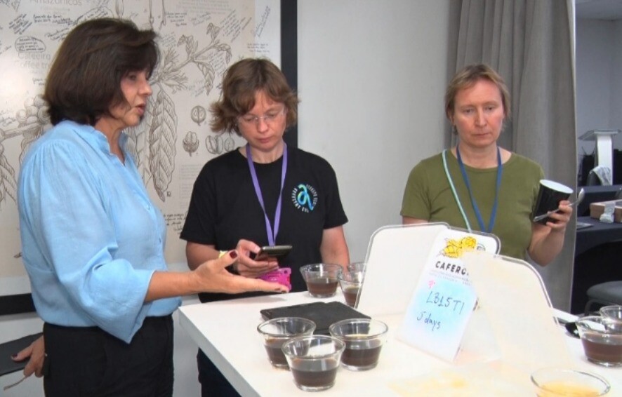 Café Robusta Amazônico de Rondônia conquista o mundo com qualidade e sustentabilidade