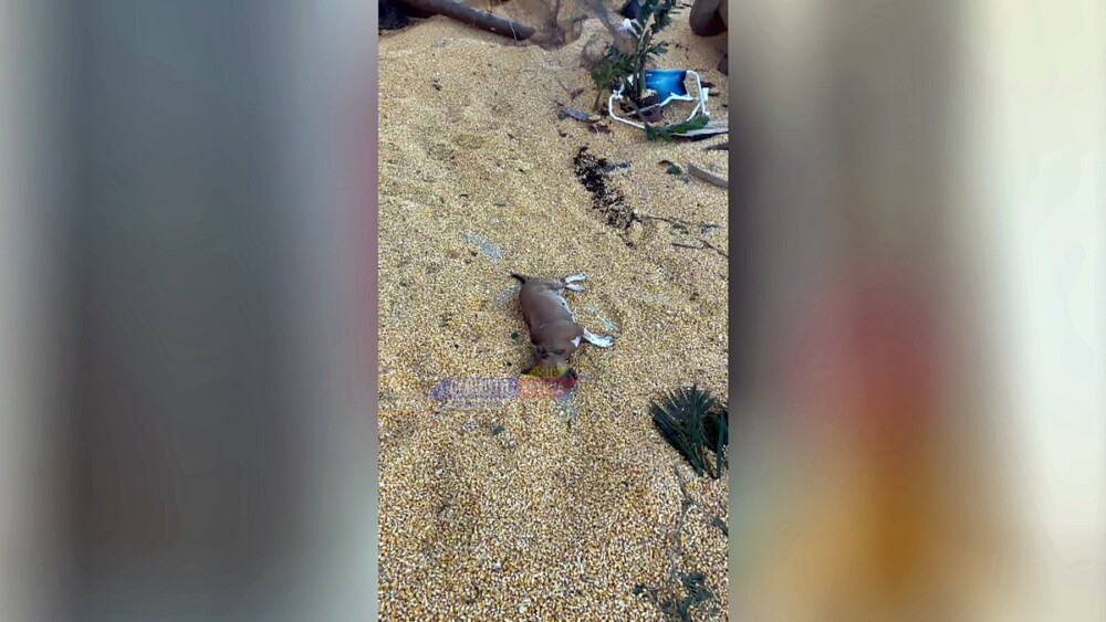 Queda de silo em fazenda de Vilhena mata animais, mas não deixa vítimas humanas