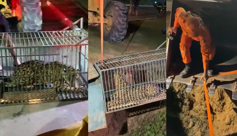 Onça-Pintada capturada em Ji-Paraná após vaguear por Área Urbana