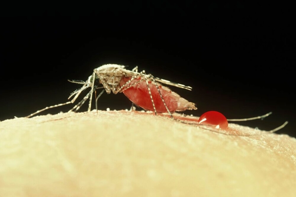 USP descobre que novo transmissor da malária pode chegar ao Brasil