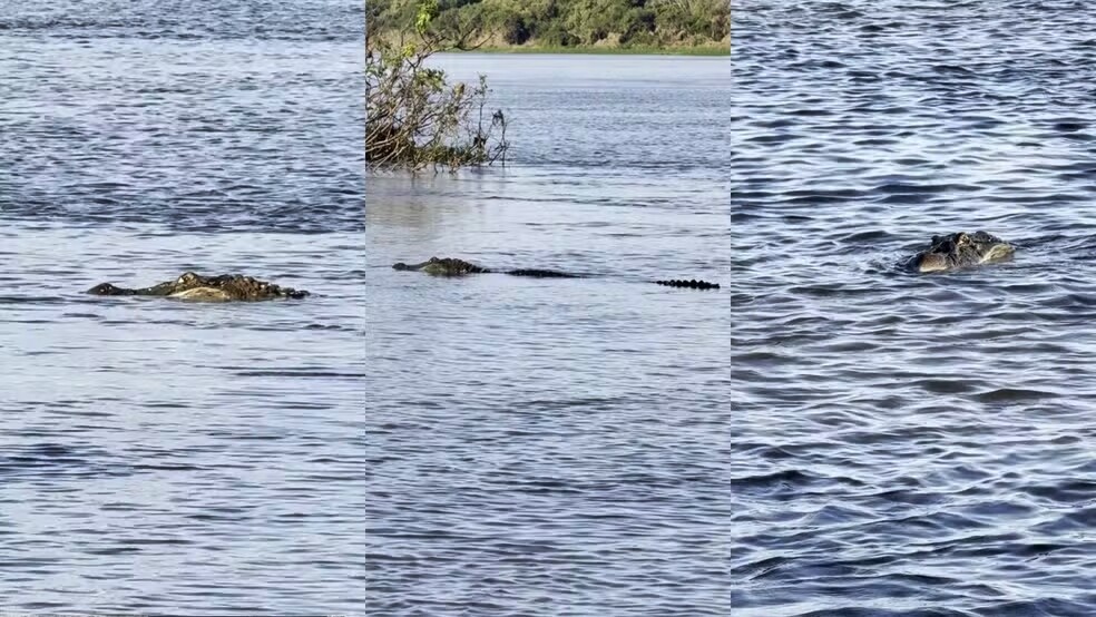 Jacaré de 4 metros faz 'visita' a banhistas em praia de Rondônia