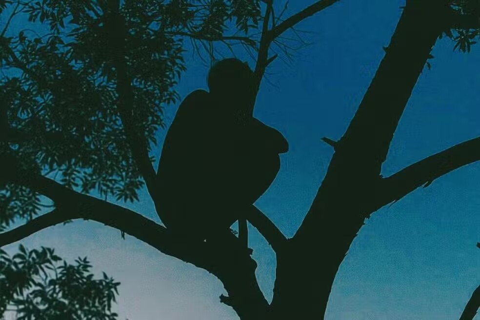 Suspeita de esfaquear marido tenta se esconder em árvore e é presa em RO