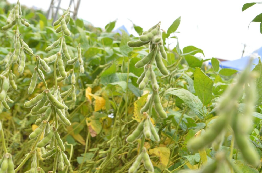 Prazo para cadastro e semeadura da soja em Rondônia começa nesta quinta-feira, 11