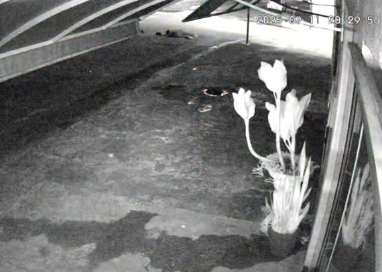 Polícia de Cacoal procura homem que tentou matar ex-esposa a tiros