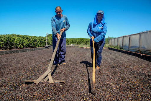 Cacoal se destaca e lidera inscrições para o ConCafé 2025