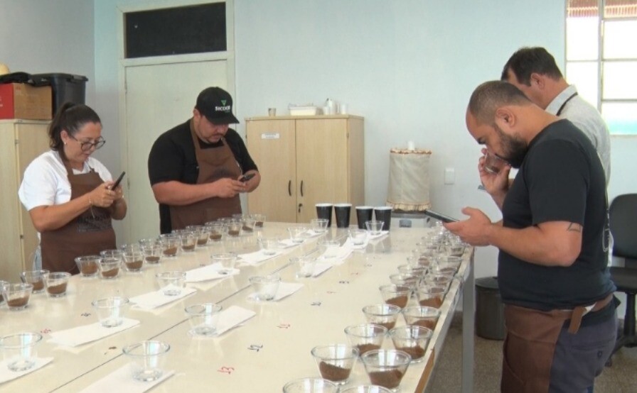 Concafé 2025: A busca pelo melhor Robusta Amazônico entra na fase decisiva