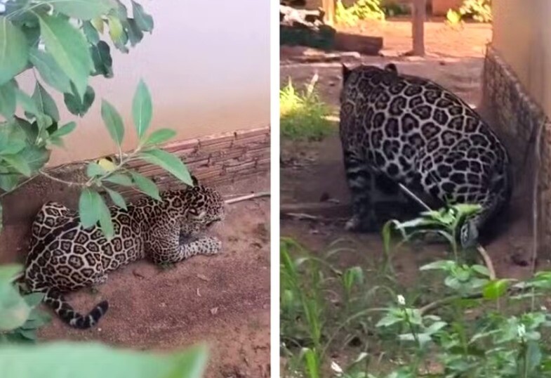 Onça-pintada invade residência em Extrema, distrito de Porto Velho