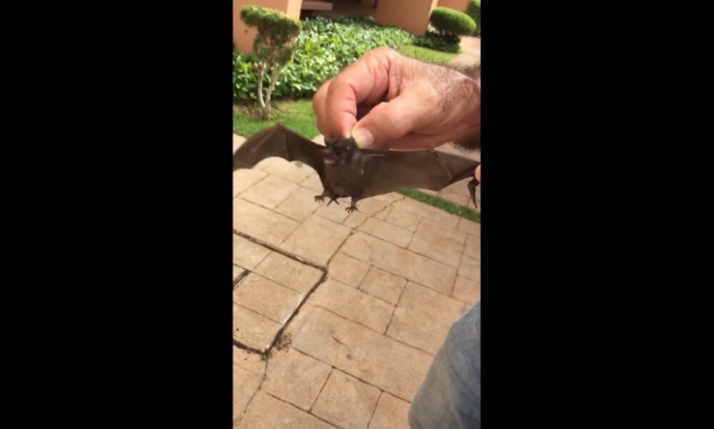 Rondônia em alerta: Idaron promove 'Semana da Raiva' e Cacoal intensifica vacinação de pets