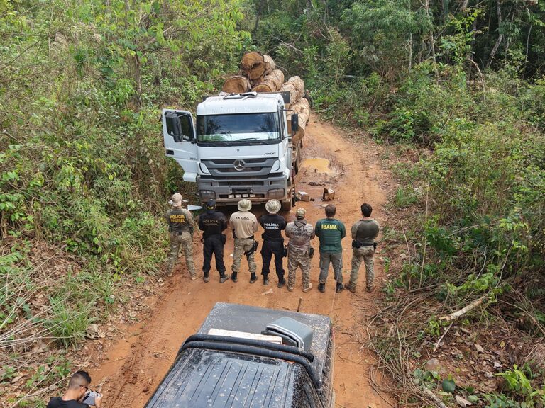PF combate extração ilegal de madeira em terra indígena em Rondônia