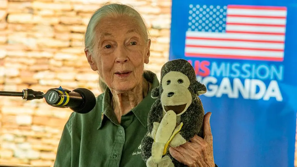 Morre aos 91 anos Jane Goodall, primatologista britânica que revelou laços sociais dos chimpanzés